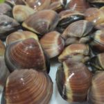 Almeja Marrón