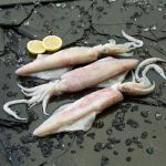 Calamar Sahariano "M"